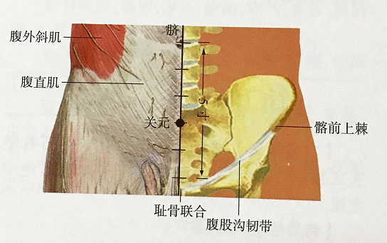 大肠的体表投影图片