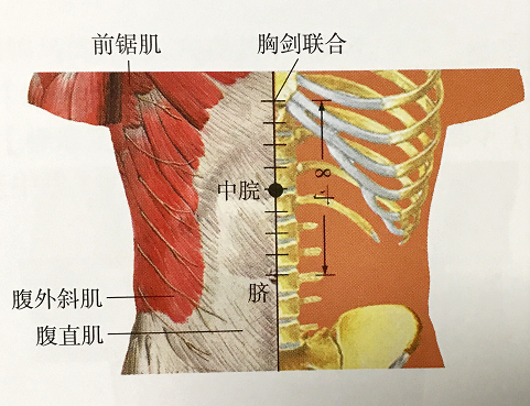 胸剑结合中点位置图图片