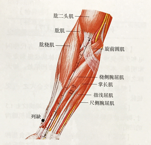 大鱼际肌肉图片